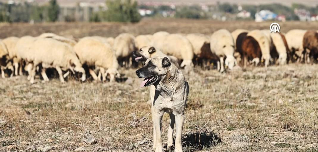 Göçerlerin kurt ve ayı tehlikesi altında zorlu yolculuğu - Resim: 14